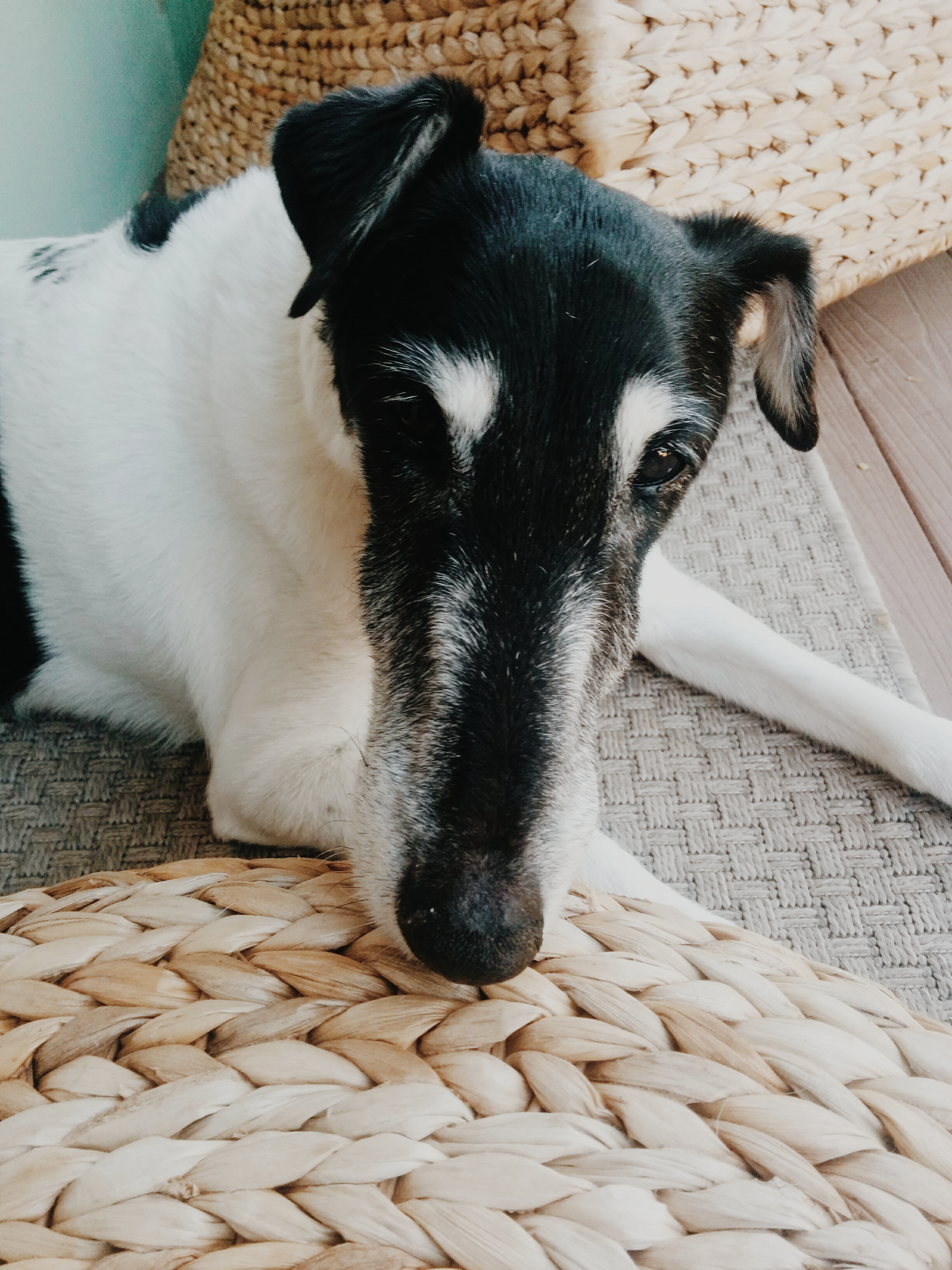 Rupik resting while I drink my wine.  Shot with Google Nexus 5 - processed with VSCO M5