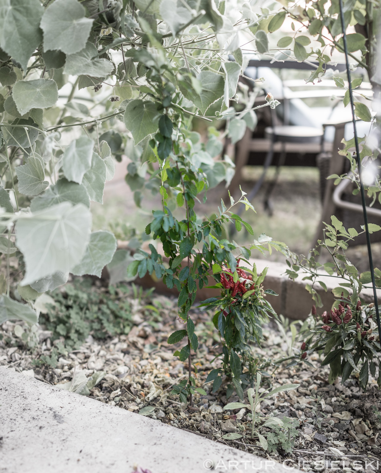 young chinese elm in phoenix az