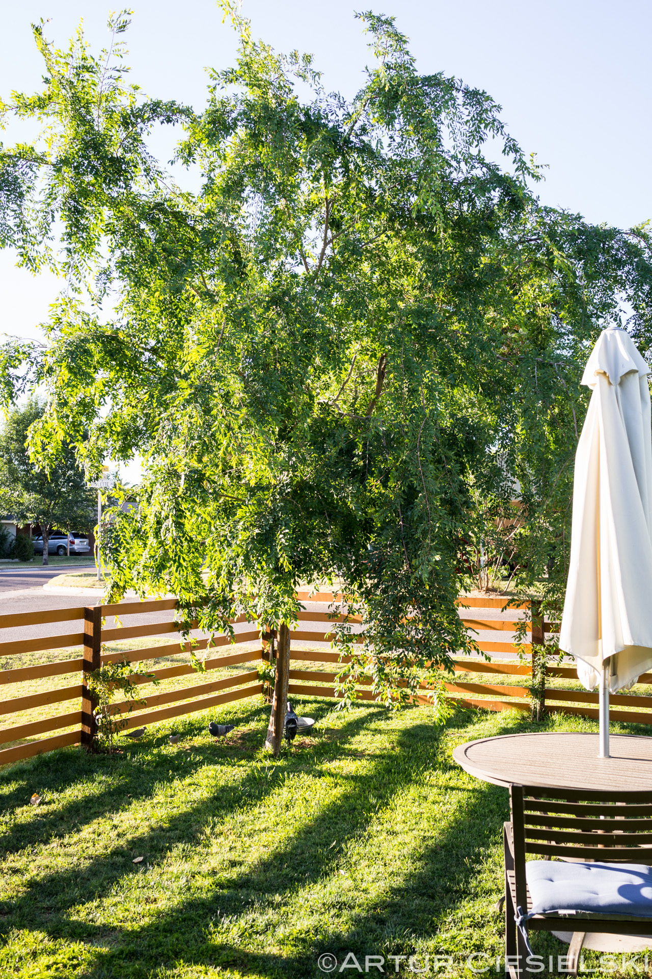 chinese elm phoenix, arizona