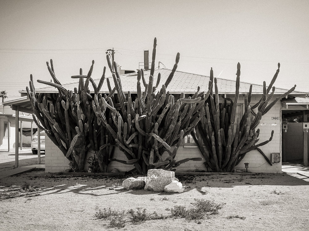 Cactus like this home.