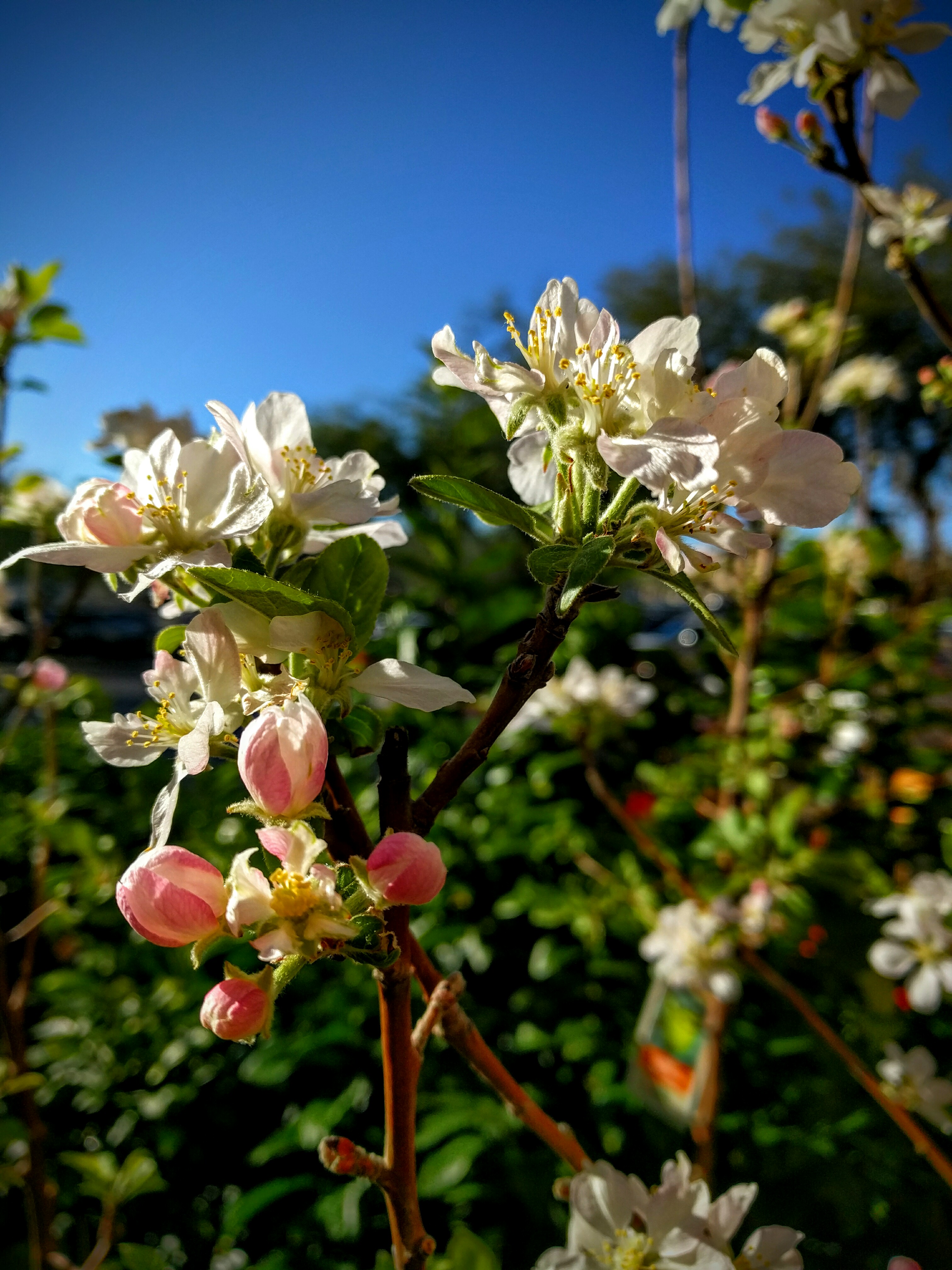 apple tree at home depot