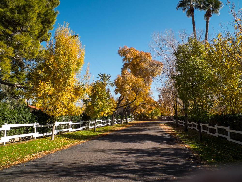 Last Of Fall Leaves 2013-2