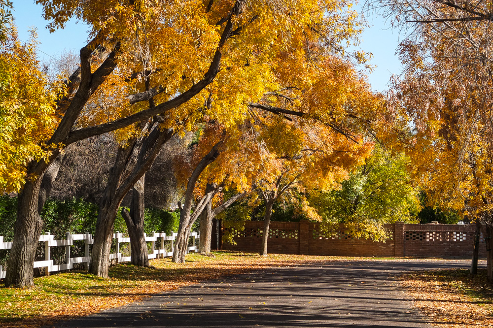 Last Of Fall Leaves 2013-3