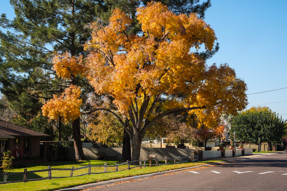 Last Of Fall Leaves 2013