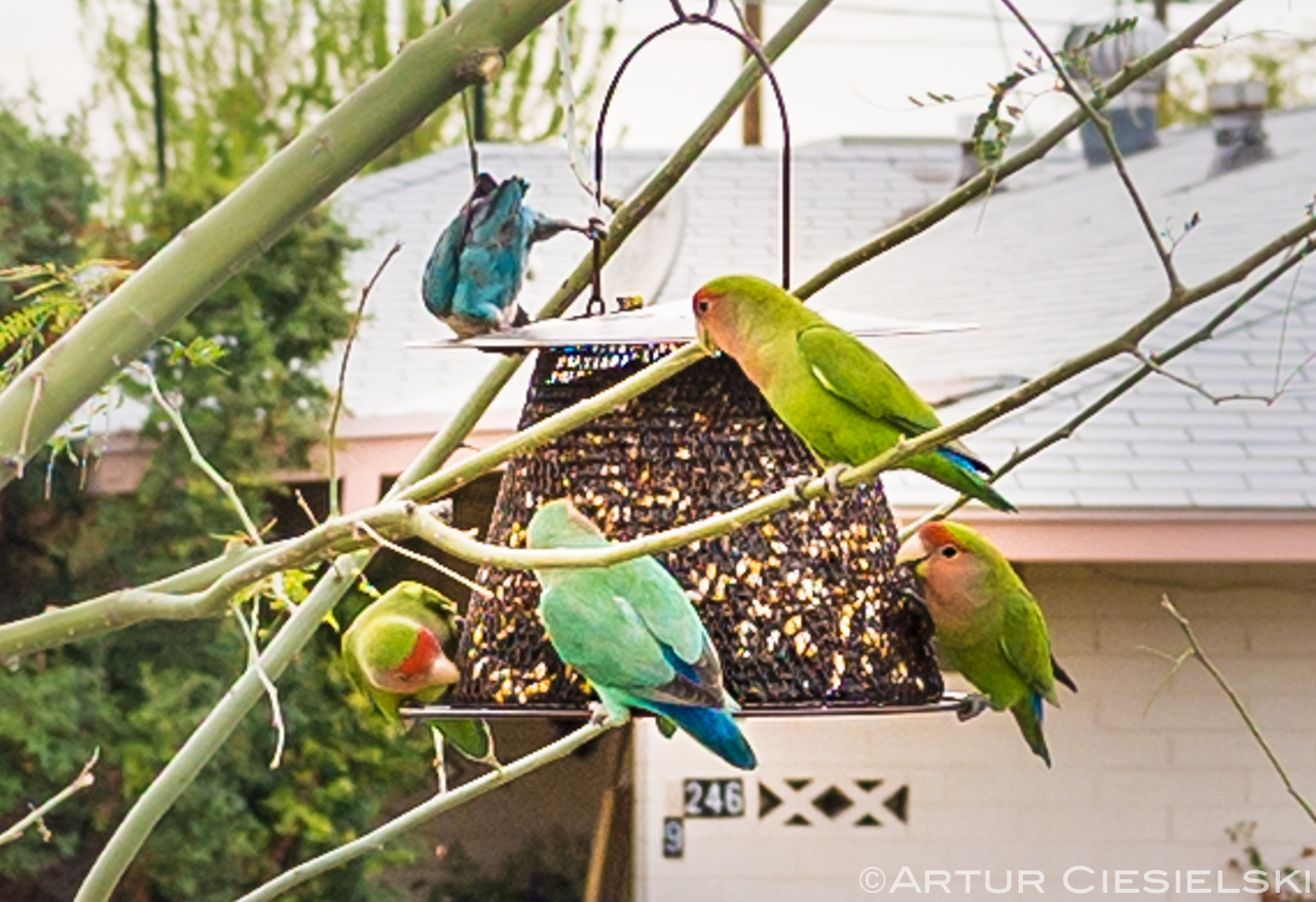 love birds in phoenix