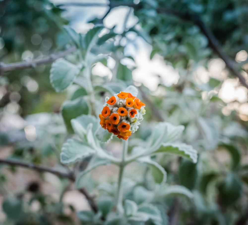 Random Friday Photos of Flowers-3