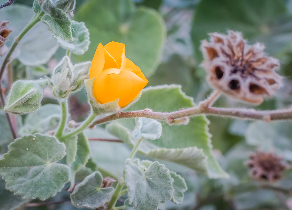 Random Friday Photos of Flowers