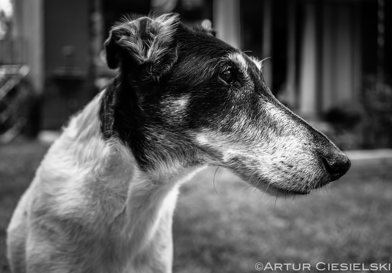 fox terrier in black and white