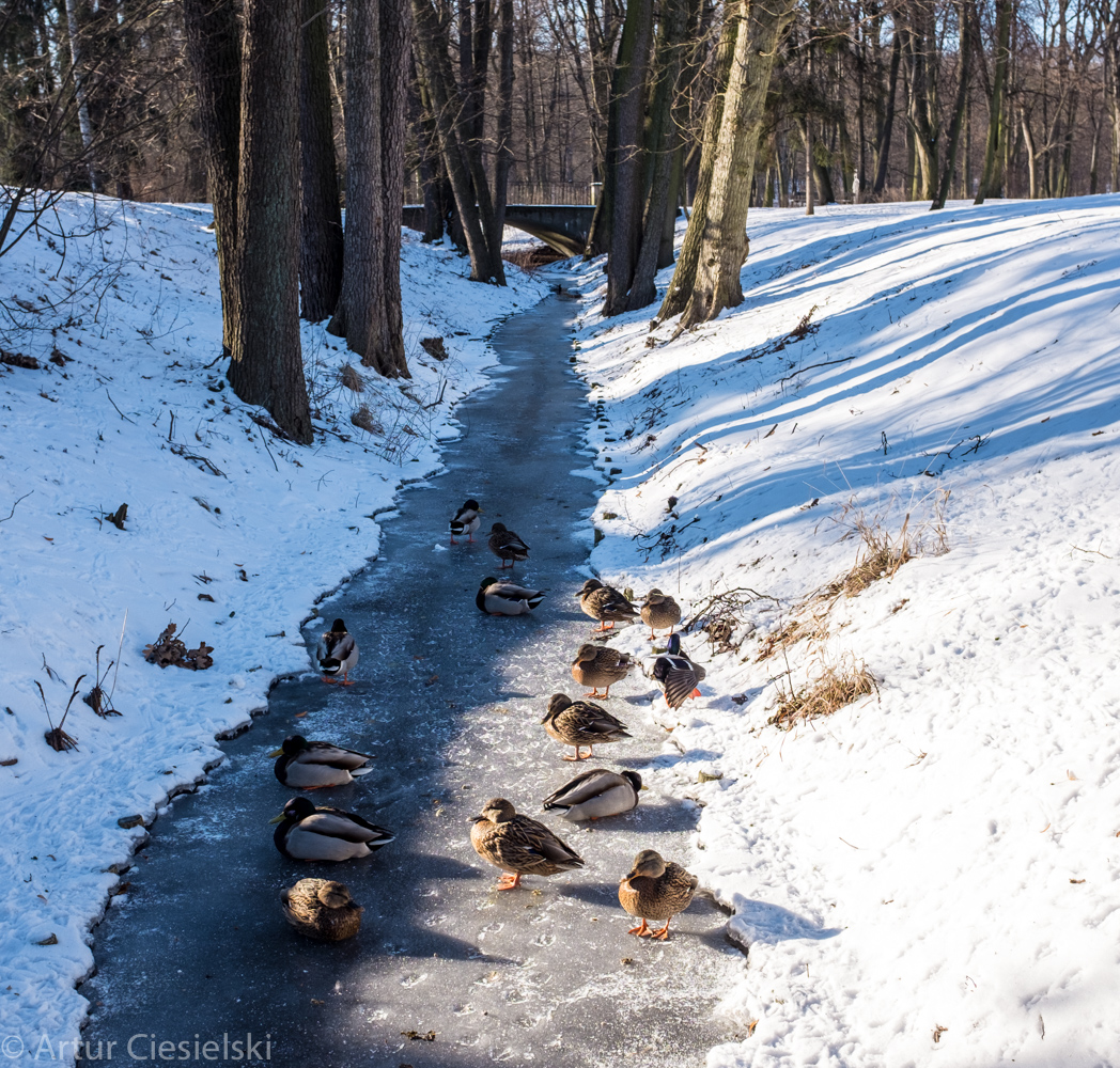 Warsaw 2017 Random (5 of 5)