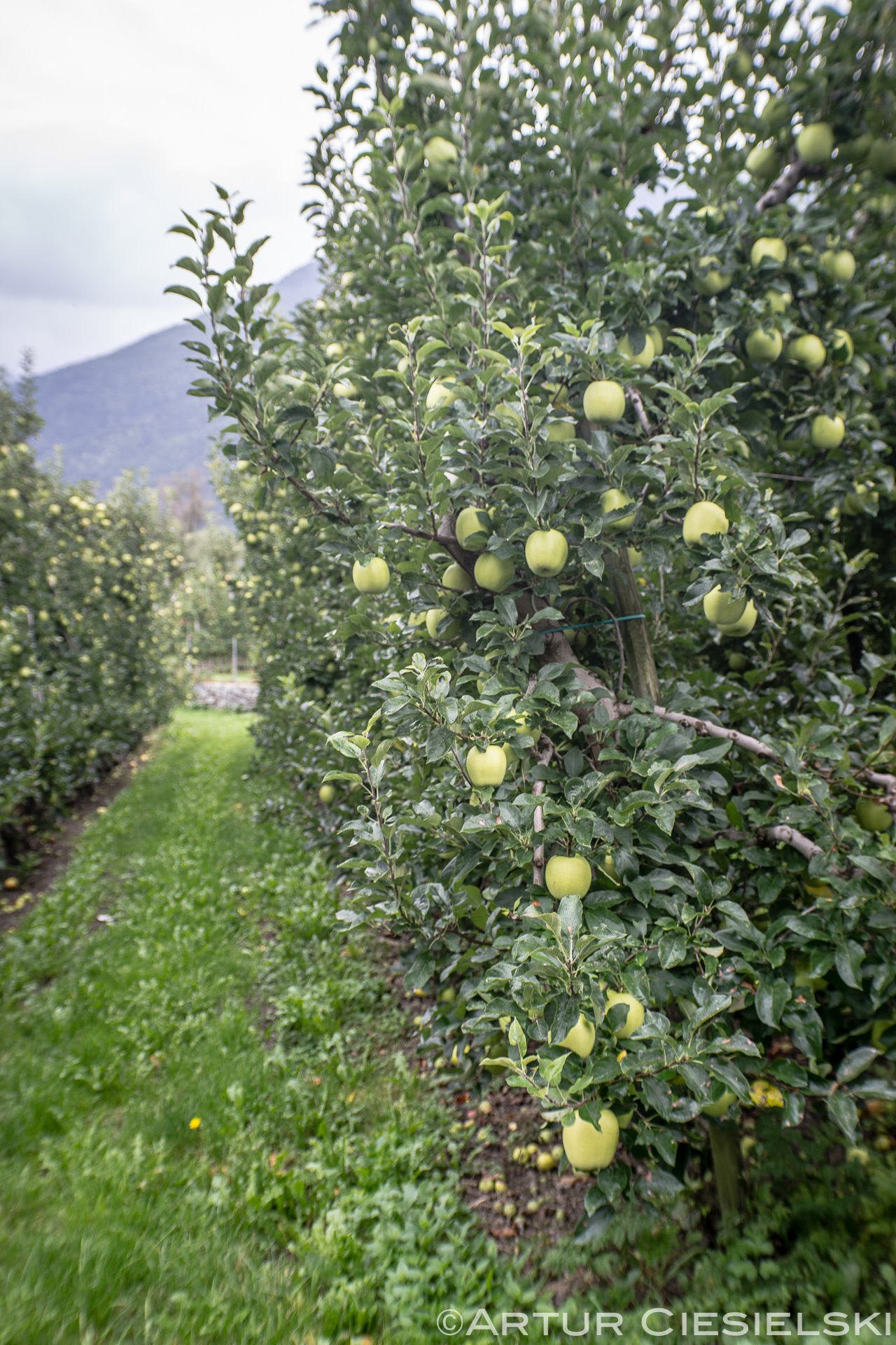 apples