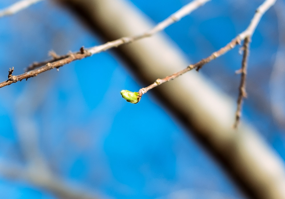February 17th. Just a few buds.