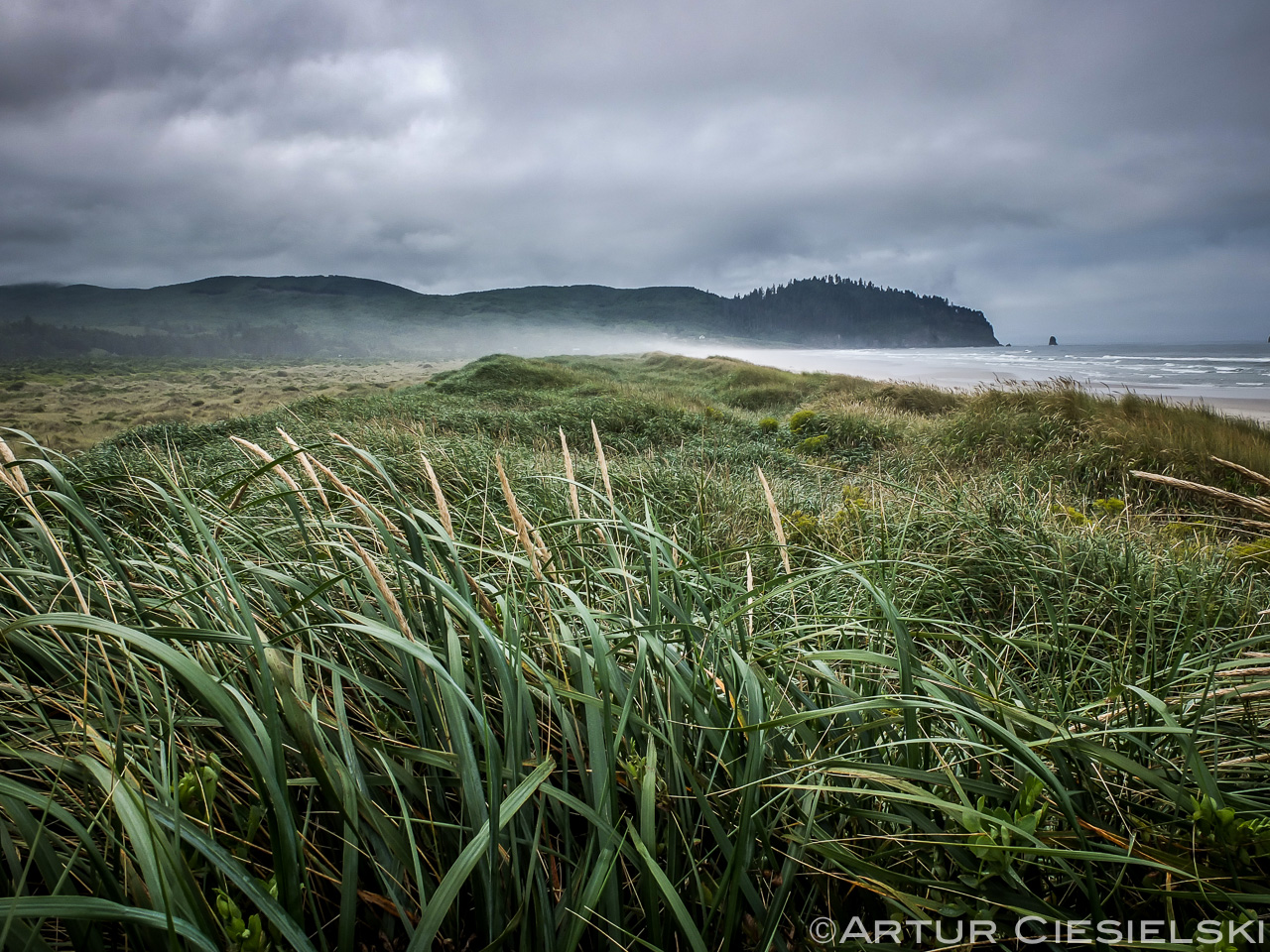 grass on the oregon coast