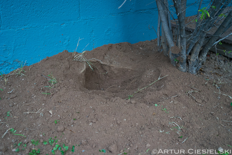 fox terriers at work-2