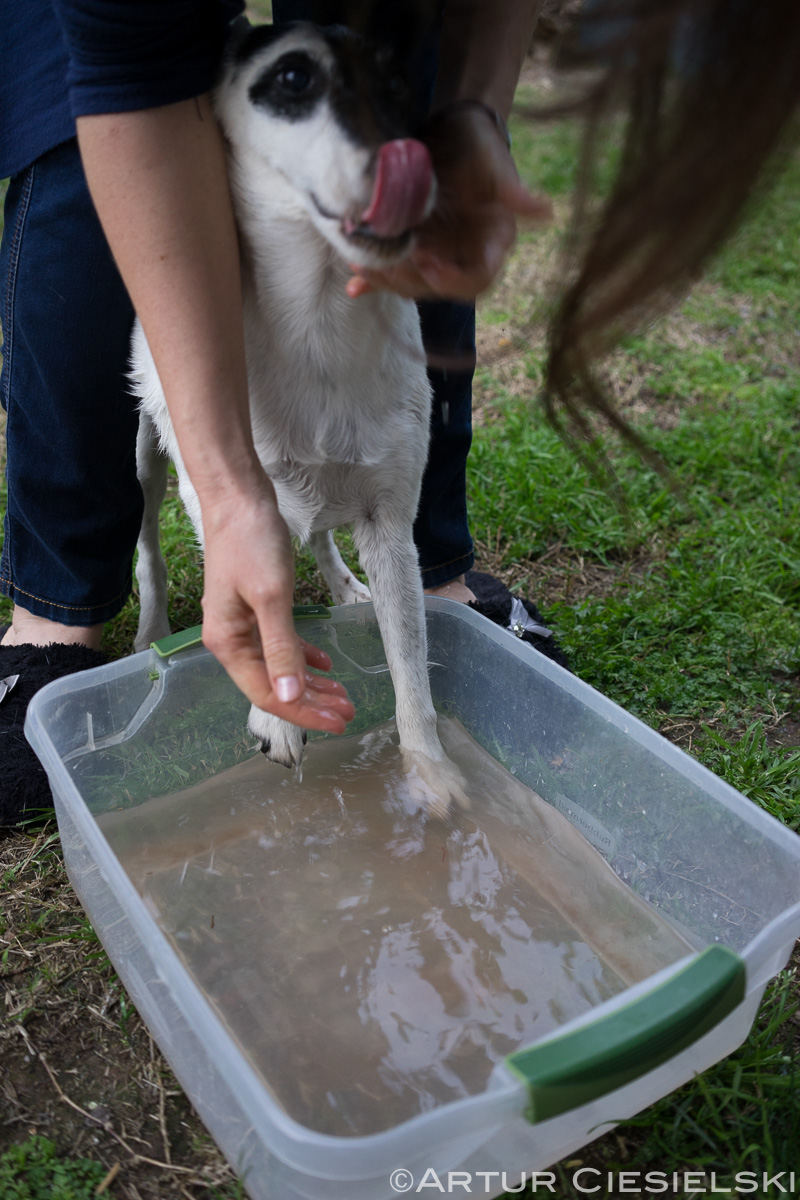 fox terriers at work-3