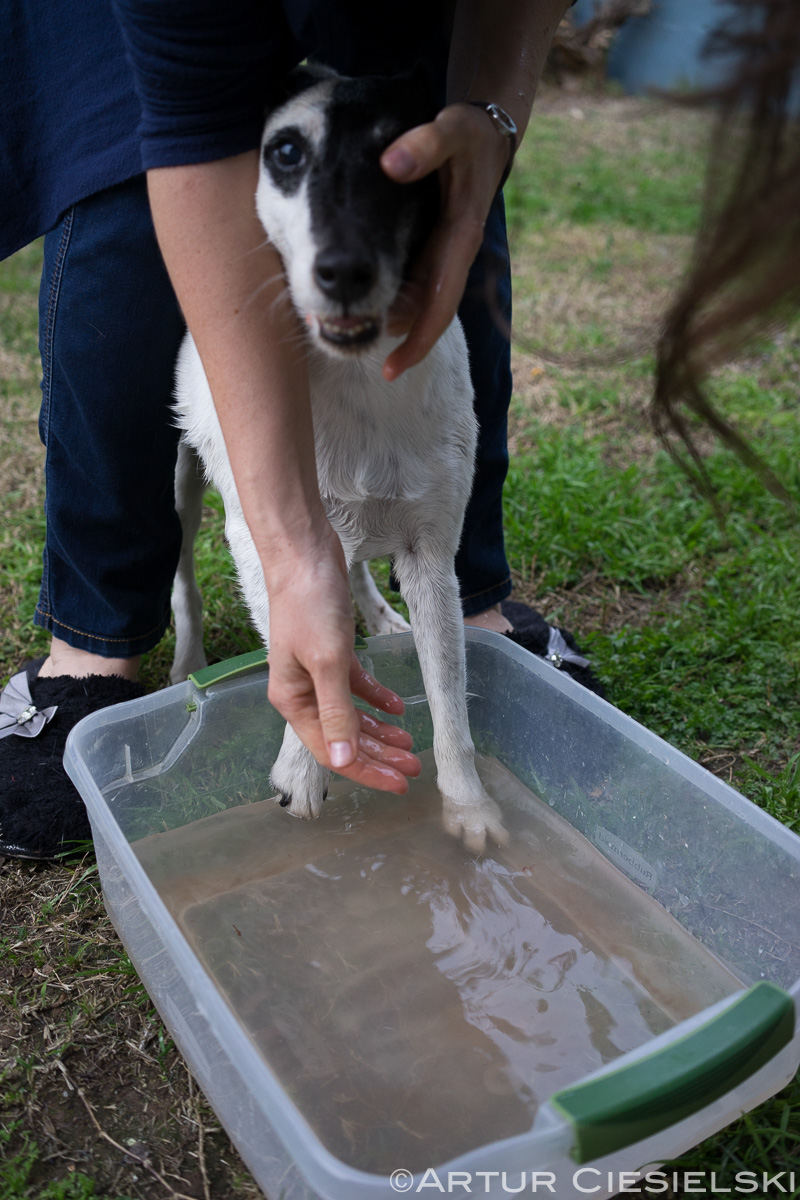 fox terriers at work-4