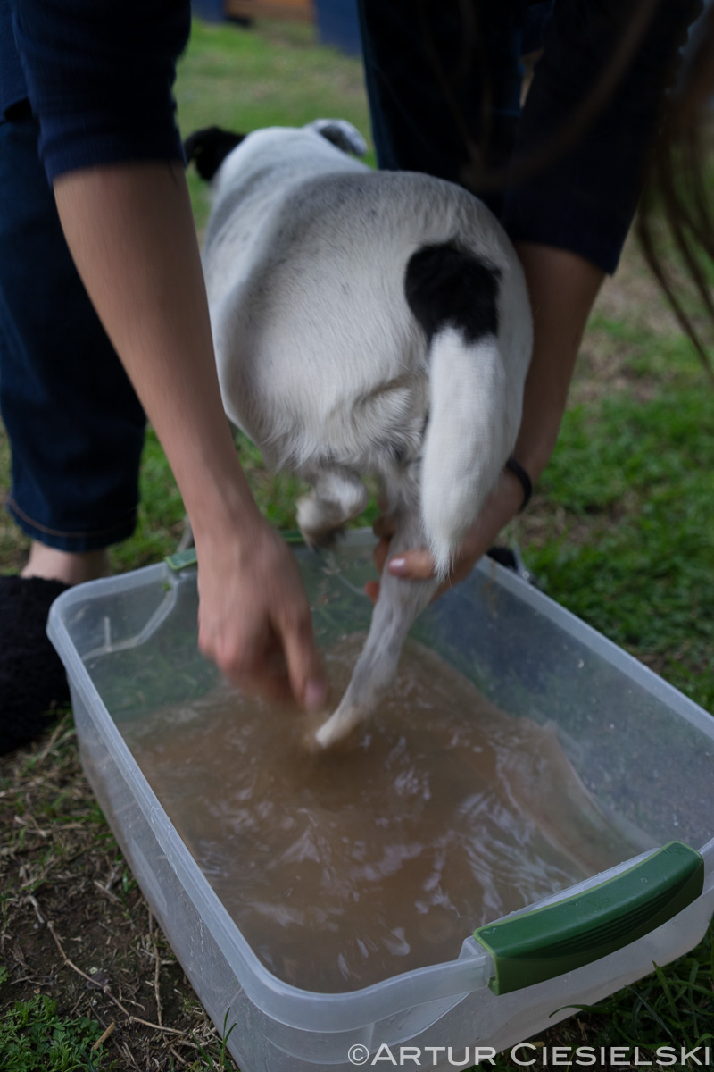 fox terriers at work-5