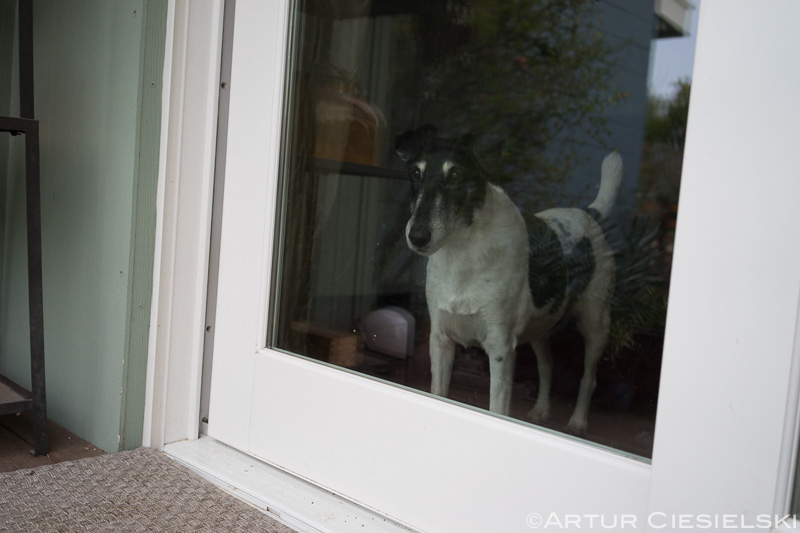 fox terriers at work-6