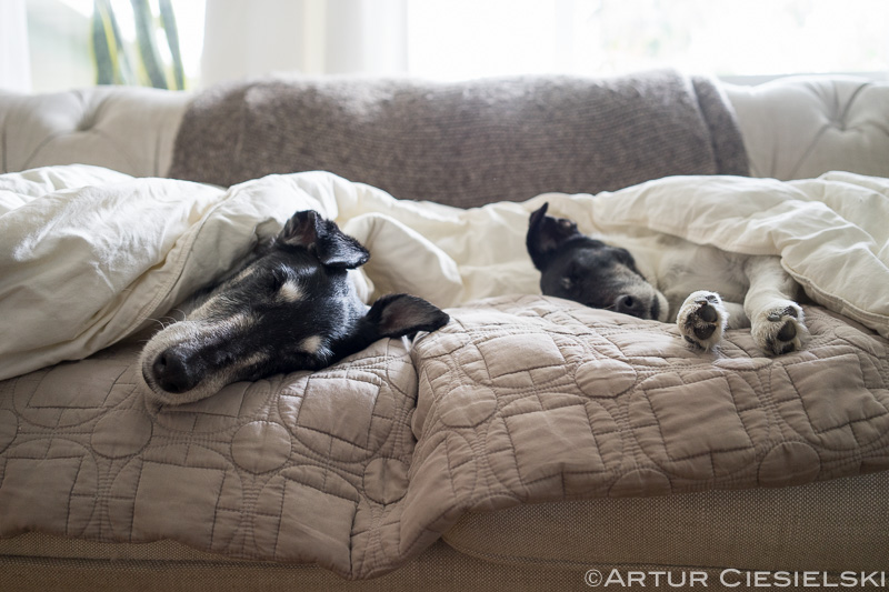 fox terriers at work-7