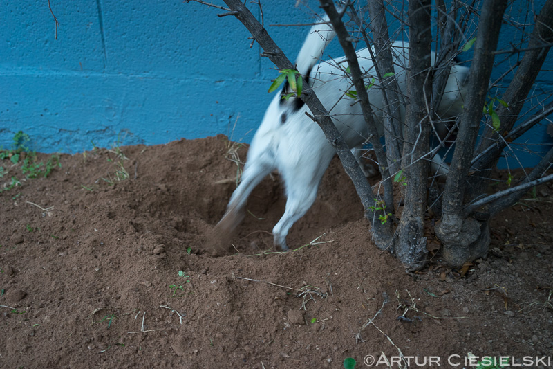 fox terriers at work