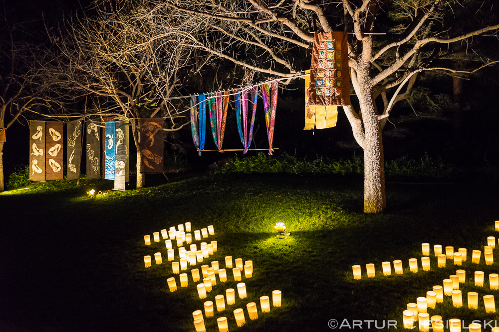 haru at japanese friendship garden in phoenix