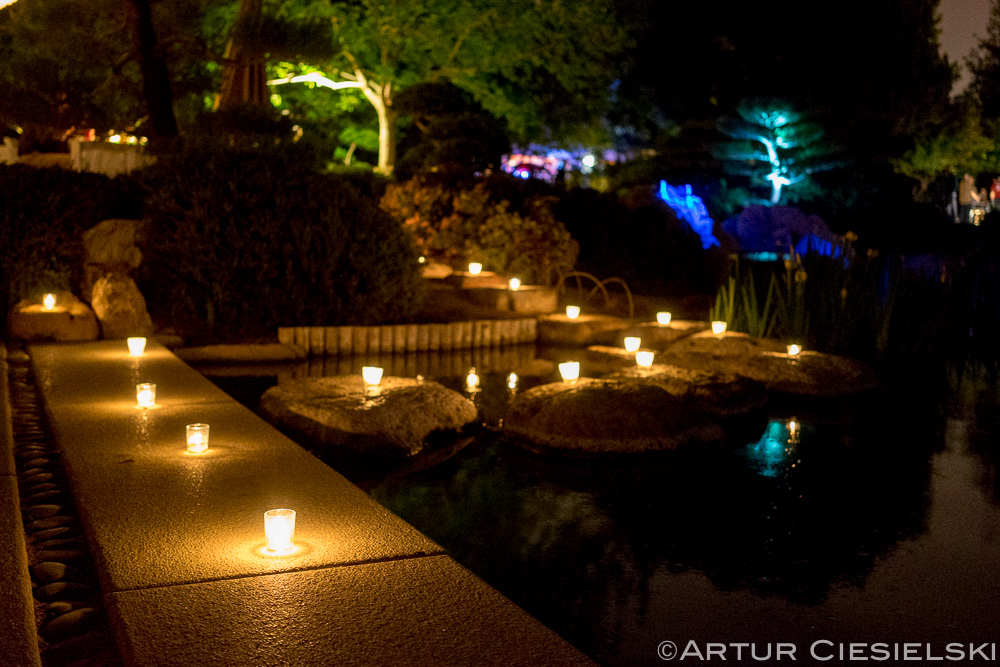 haru at japanese friendship garden in phoenix