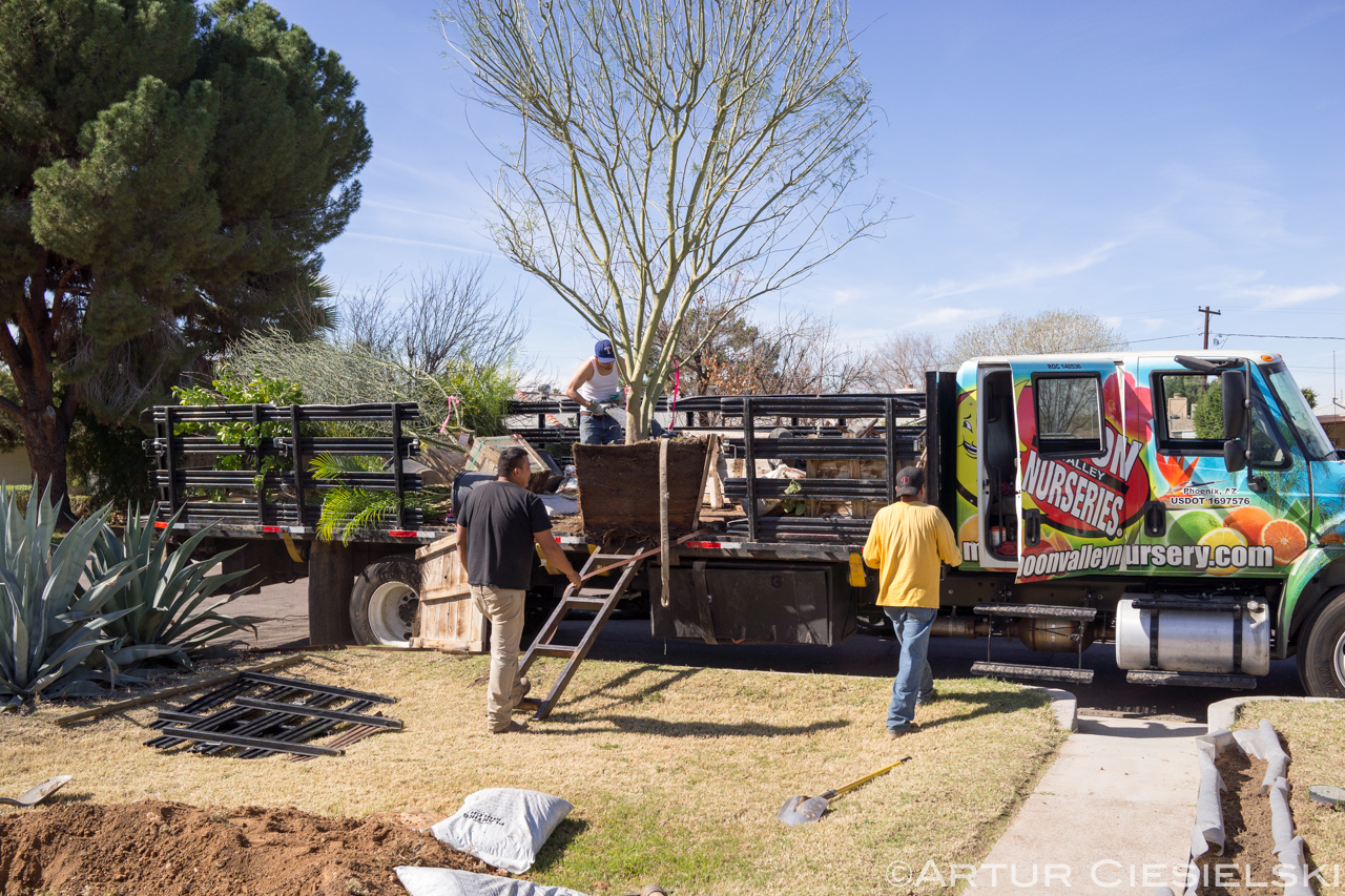 instal of the palo verde in phoenix-2