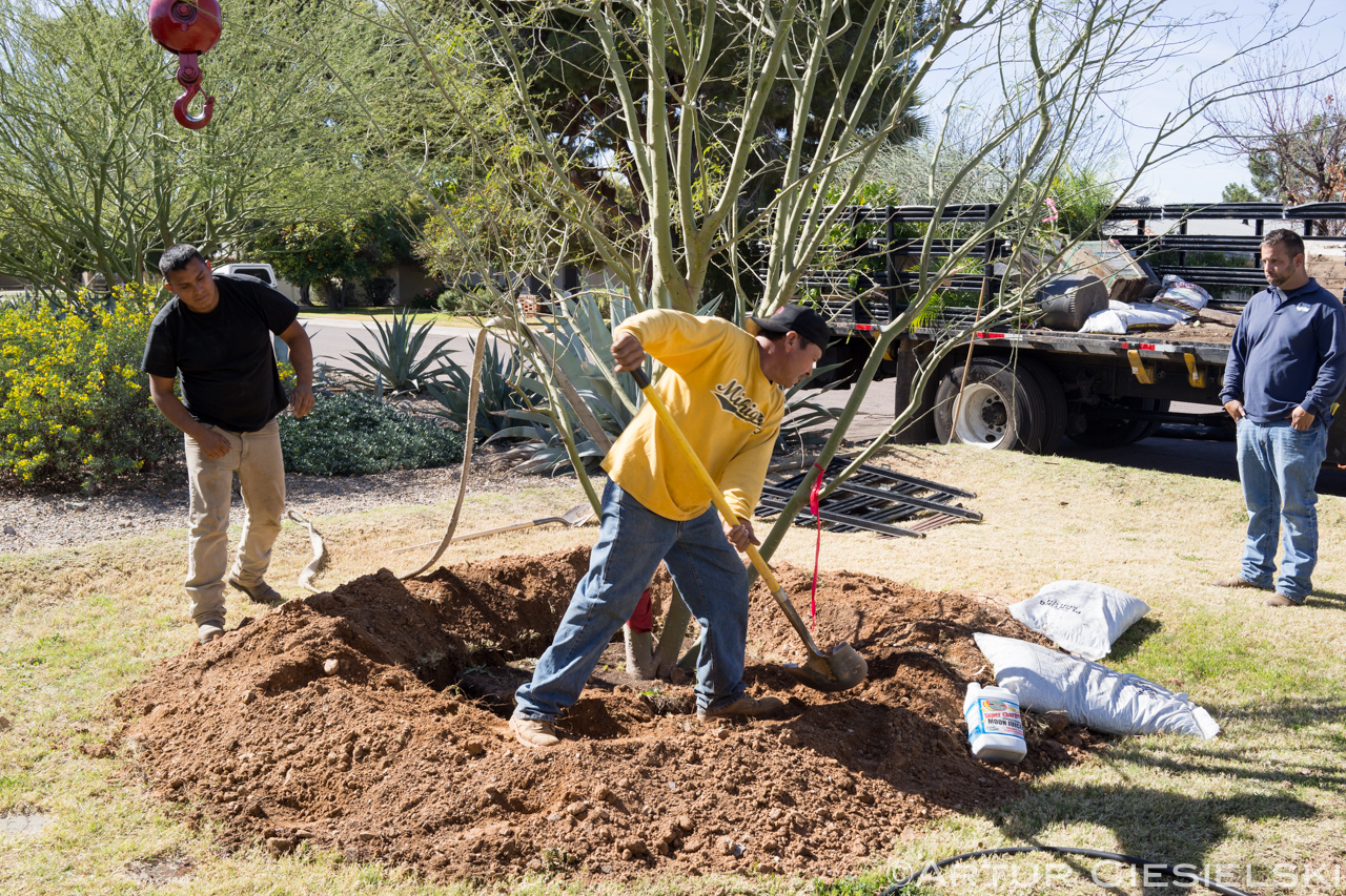 instal of the palo verde in phoenix-8