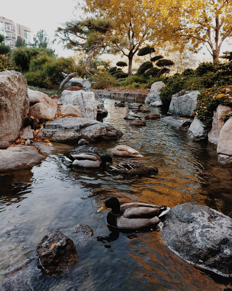 japanese friendship garden-3