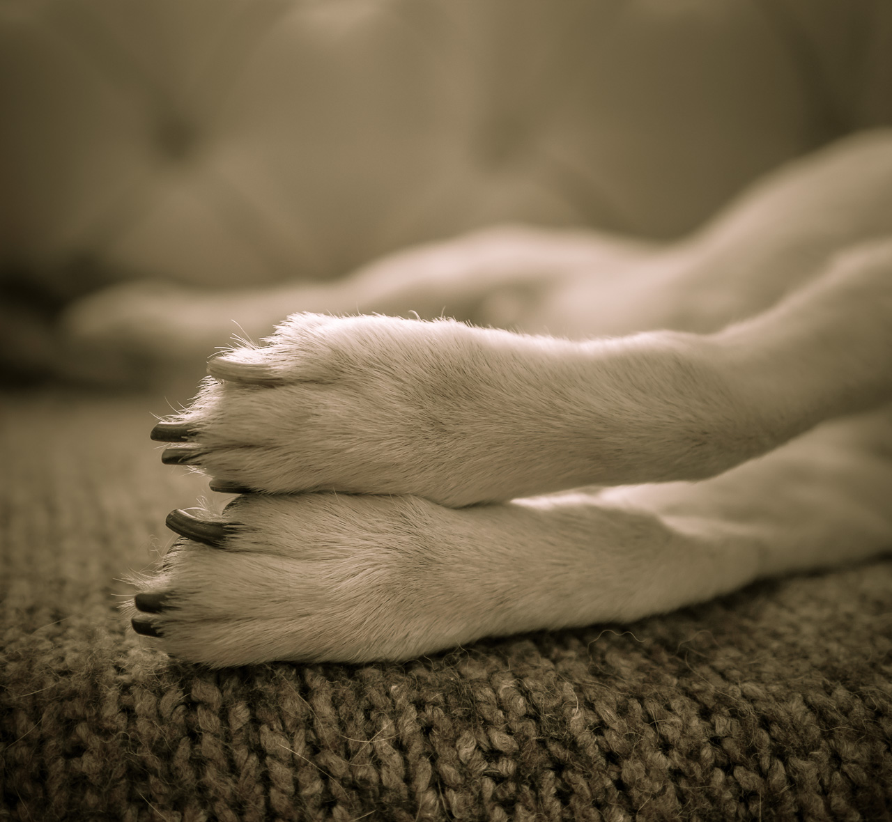 fox terrier paws