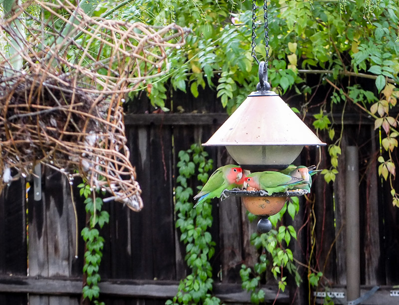 Love birds in Central Phoenix feeding during a break in the El Nino storm.