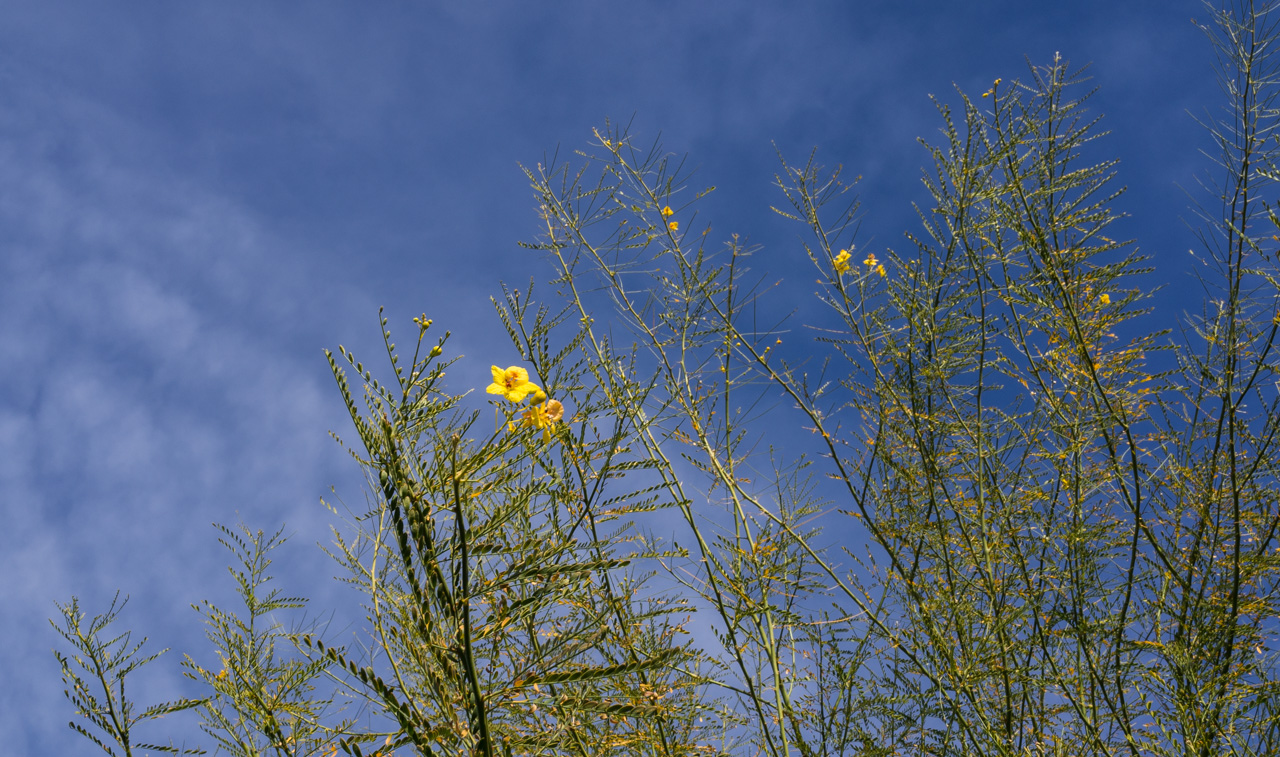 palo verde flowers