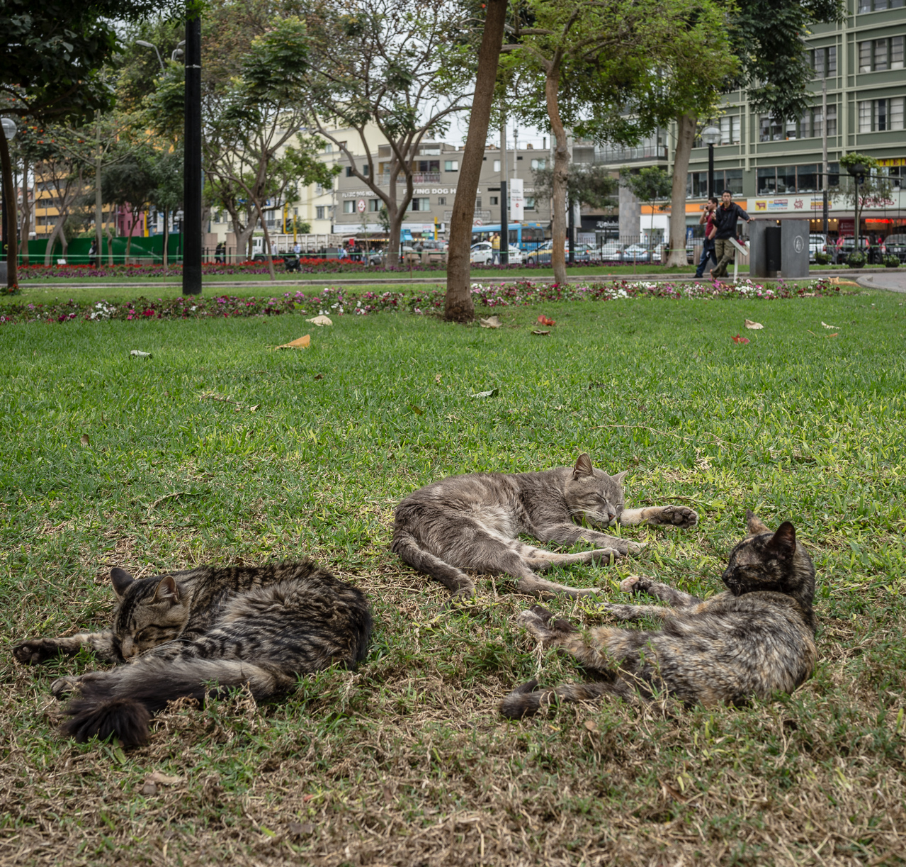 parque central de miraflores-12