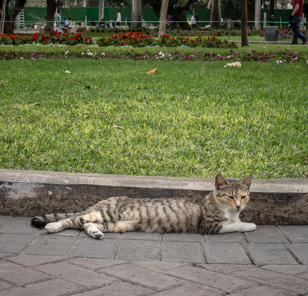 parque central de miraflores-13