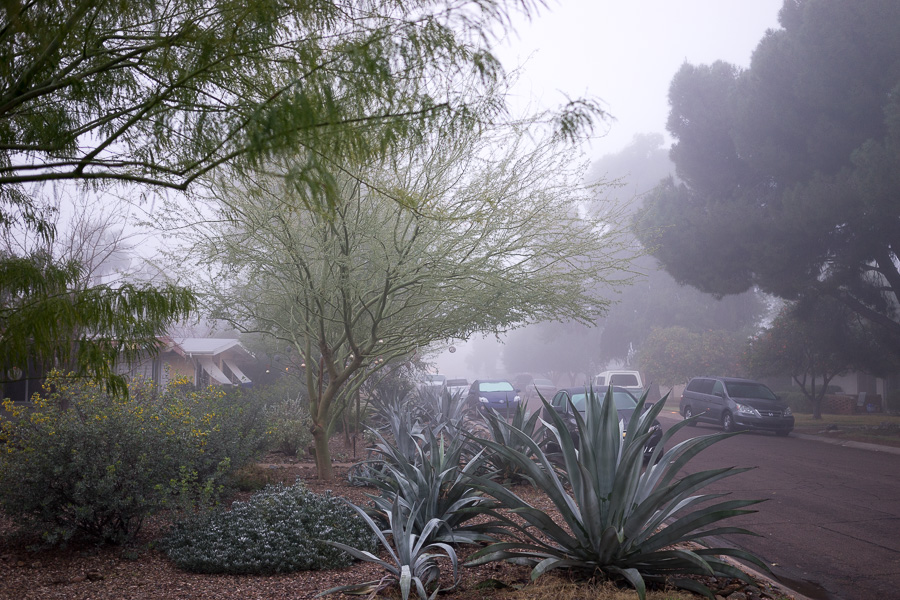 phoenix fog february 2015