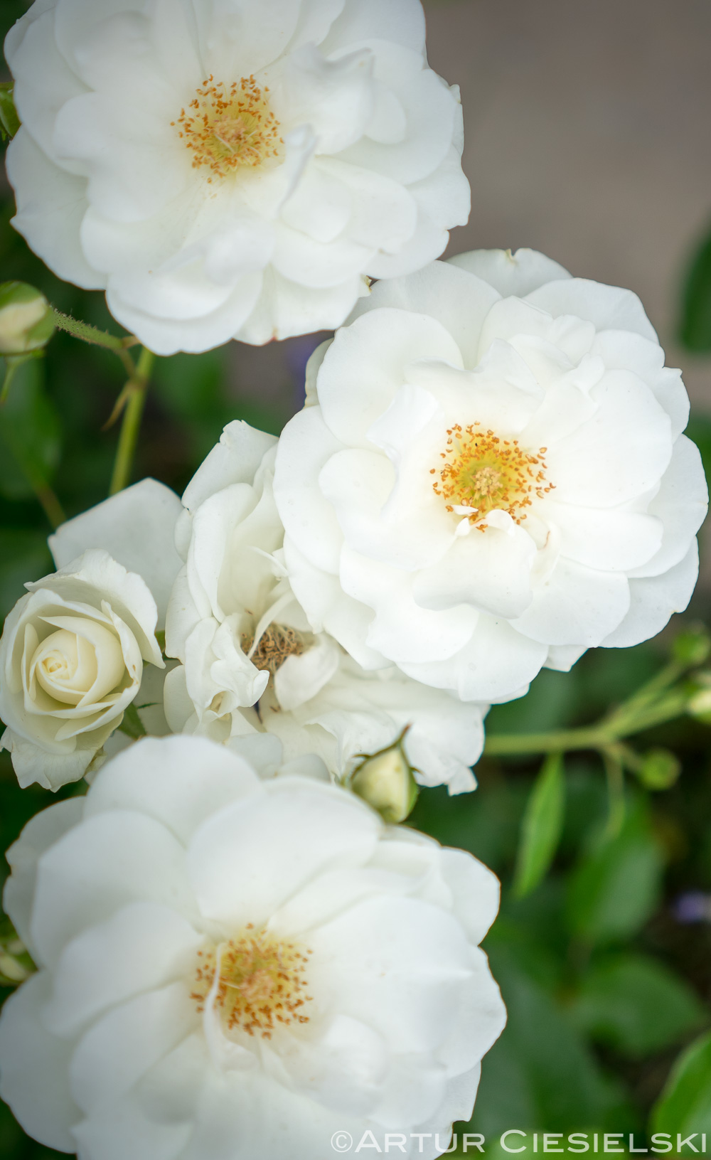 roses-2