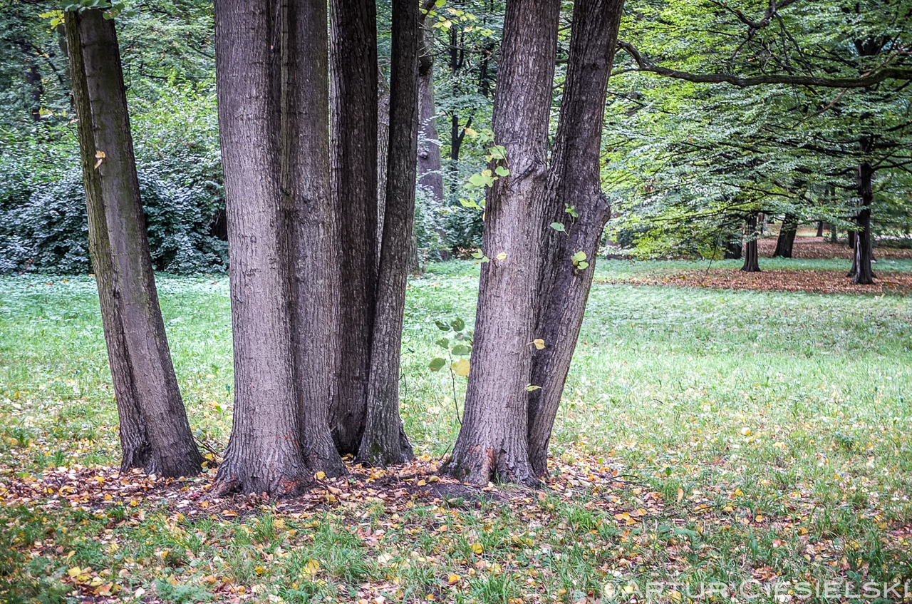 royal baths park in warsaw poland