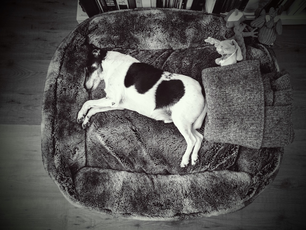 Rupik in his bed / Google Nexus 2015