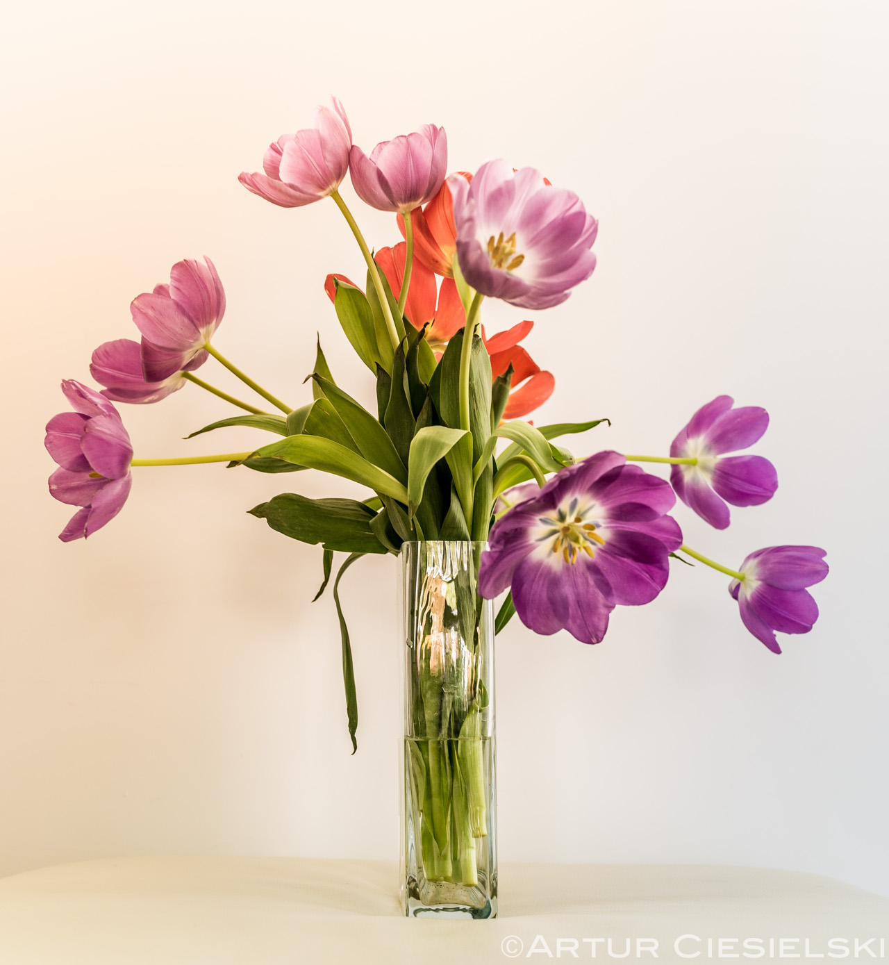 tulips still life
