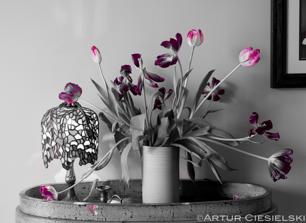 colorized tulips with Sony A7ii and 35mm lens.