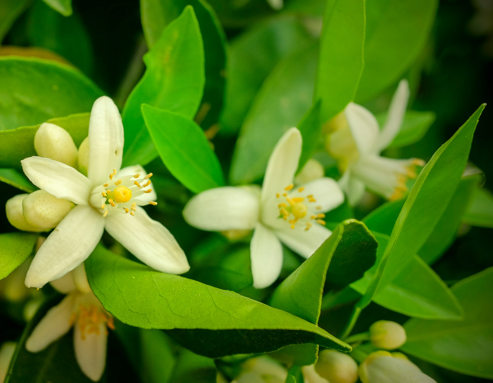 orange blossoms