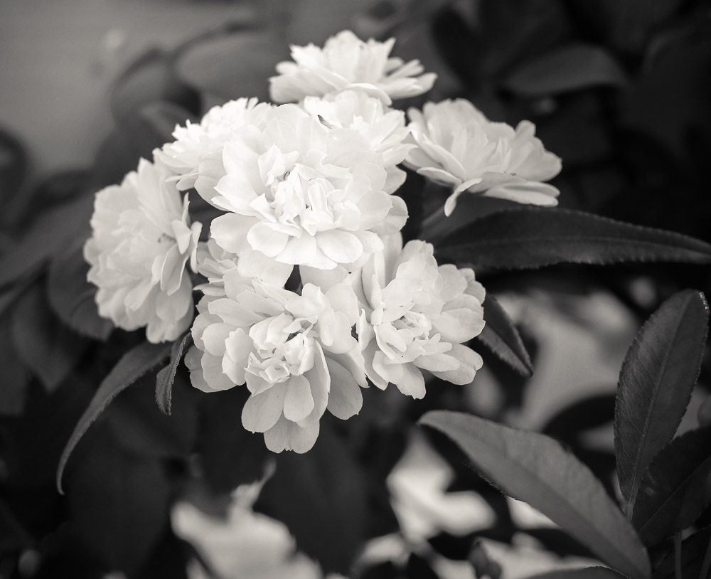 Jasmine in black and white
