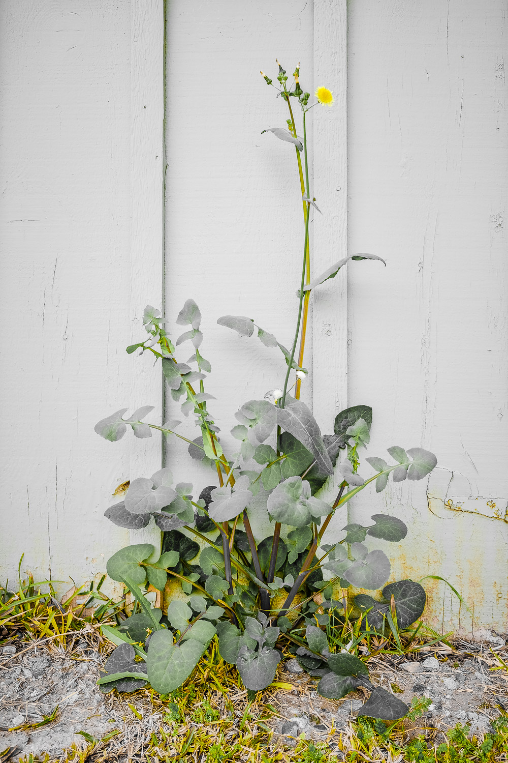 A weed on the side of a storage building. Taken with my new Fujifilm x70.